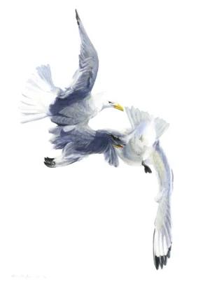 Axel Thorenfeldt, Diskussion (Tretåig mås) I