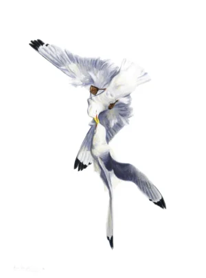 Axel Thorenfeldt, Diskussion (Tretåig mås) II