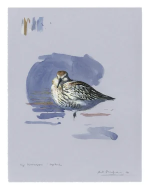 Axel Thorenfeldt, Kärrsnäppa ll