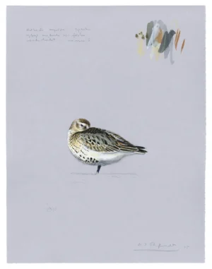 Axel Thorenfeldt, Kärrsnäppa