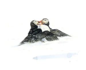 Axel Thorenfeldt, Lunnefåglar