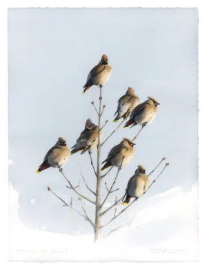 Axel Thorenfeldt, Sidensvansar